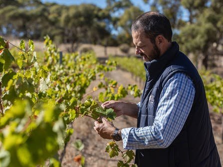 tours to clare valley from adelaide